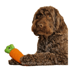 [LINEスタンプ] モンティ 元気な犬であり家族⭐︎