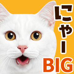 [LINEスタンプ] 大迫力！ちらっと猫の顔アップ⭐️BIG