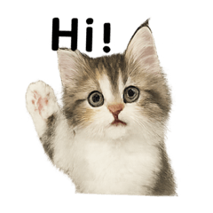 [LINEスタンプ] いからしさんちのラテ。