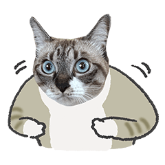 [LINEスタンプ] うちの猫るりぽん ちょっとリアル