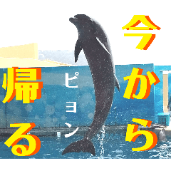 [LINEスタンプ] 新江ノ島水族館イルカショースタンプ1．5