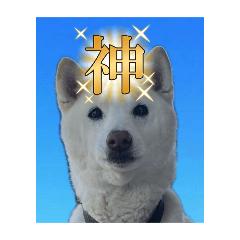 [LINEスタンプ] 白柴くー、とら猫まろん