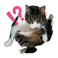 [LINEスタンプ] あづ＆ニコ＆つぼさん