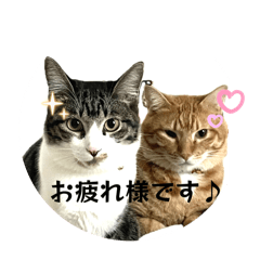 [LINEスタンプ] ネコさん/ワンワン
