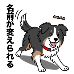 [LINEスタンプ] 名前入りボーダーコリートライカラー