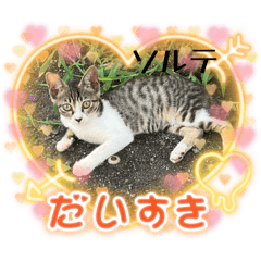 [LINEスタンプ] ソルテと目がキレイ