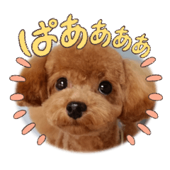 [LINEスタンプ] まる◯うちのコ