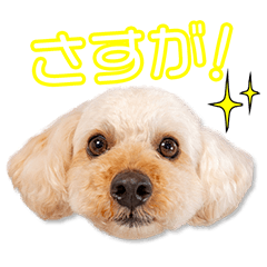 [LINEスタンプ] 外園家のちゃ太ちゃん2
