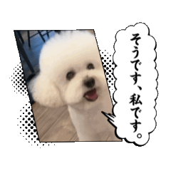 [LINEスタンプ] 可愛い トイプードル726 