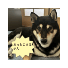 [LINEスタンプ] 黒柴 関西弁『おやじっぽく』 fetchpriority=high