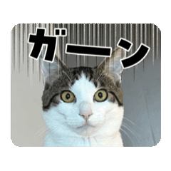 [LINEスタンプ] 怪物猫シリーズ3 