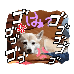 [LINEスタンプ] 激怒犬スタンプ 