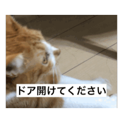 [LINEスタンプ] もみじねこスタンプ2 