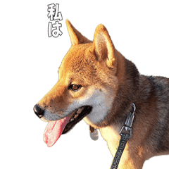 [LINEスタンプ] 柴犬ピーナッツスタンプ2作目 