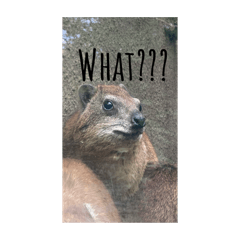 [LINEスタンプ] 野生動物。