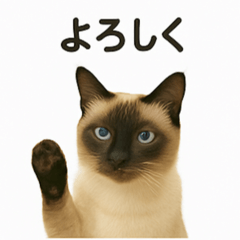 [LINEスタンプ] シャム猫の日常風景