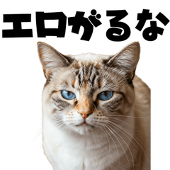 [LINEスタンプ] エロがる猫