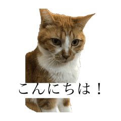[LINEスタンプ] もみじねこスタンプ