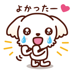 [LINEスタンプ] マルチーズ_ずーっと使えるスタンプ