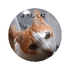 [LINEスタンプ] 茶白猫ちゃさん 