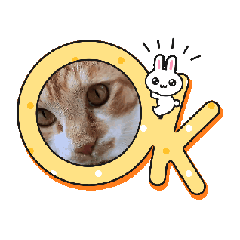 [LINEスタンプ] 茶トラ猫ちゃろ様 