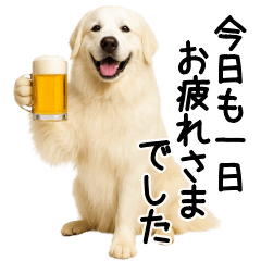 [LINEスタンプ] グレートピレニーズ★毎日使える敬語