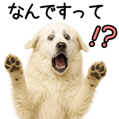 [LINEスタンプ] グレートピレニーズ★即返信スタンプ