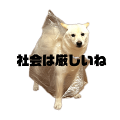 [LINEスタンプ] ～6ヶ月らいち