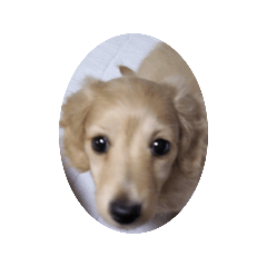 [LINEスタンプ] lovely Dog," chai"チャイ