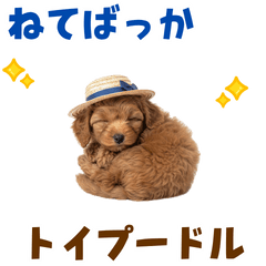 [LINEスタンプ] 毎日使える♪トイプードル子犬スタンプ
