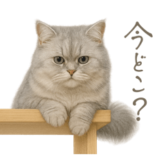[LINEスタンプ] リアルなペルシャ猫2