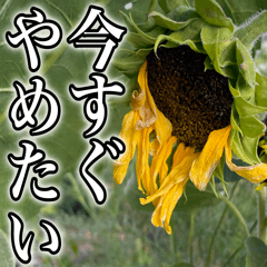[LINEスタンプ] ネガティブなひまわり