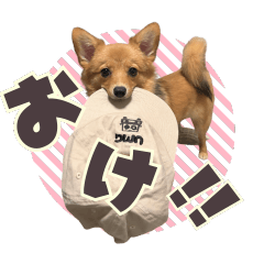 [LINEスタンプ] ポメコギ＊おあげのカジュアルスタンプ