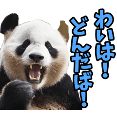 [LINEスタンプ] 青森弁☆パンダ