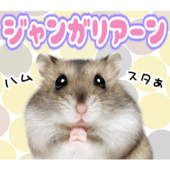 [LINEスタンプ] ジャンガリアンハムスターの日常.
