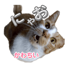 [LINEスタンプ] もみじねこスタンプ3
