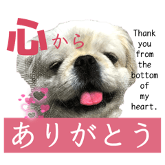 [LINEスタンプ] ぱるちゃんスタンプ2025  【第5弾】