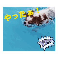 [LINEスタンプ] キャバリア 動クル ③ 