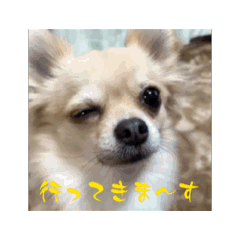 [LINEスタンプ] アエラスタンプAera 
