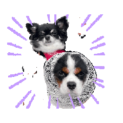 [LINEスタンプ] 動くチワワとキャバリア 