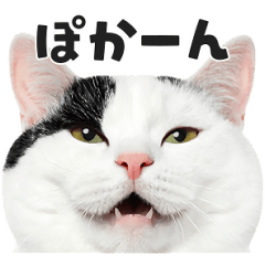 [LINEスタンプ] 猫の顔がどーん！ 2 