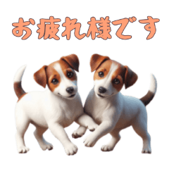 [LINEスタンプ] [お疲れ様です専用]ジャックラッセルテリア