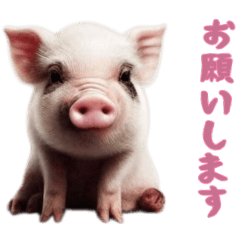 [LINEスタンプ] [お願いします専用]マイクロブタ達
