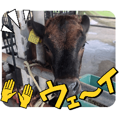 [LINEスタンプ] 畜産農家、子牛動物スタンプ
