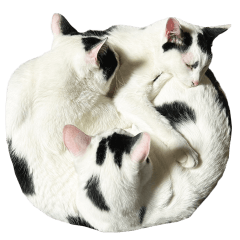 [LINEスタンプ] The Sudo family cats