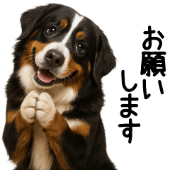[LINEスタンプ] バーニーズマウンテンドッグ★家族連絡