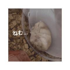 [LINEスタンプ] ちょこちゃんの日常3 