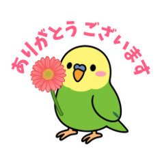 [LINEスタンプ] インコのゆるかわスタンプ40個