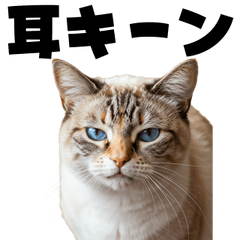 [LINEスタンプ] 耳キーン猫