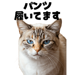 [LINEスタンプ] パンツ履いてます猫